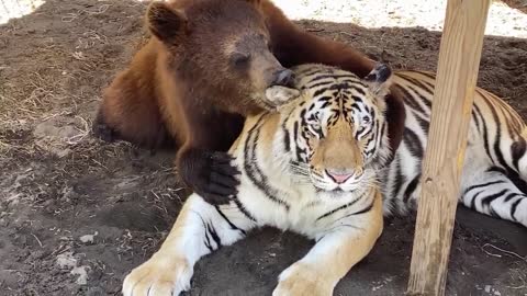 Bear Grooms His Best Friend