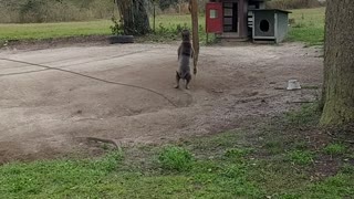 Rescue pit bull Mya jumping high