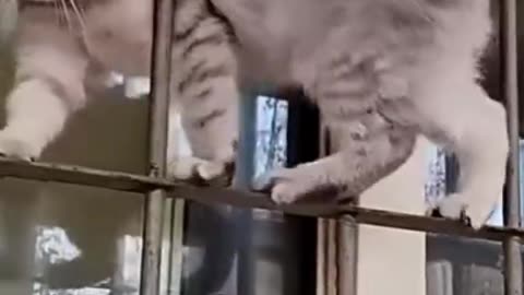 FUNNYCATS