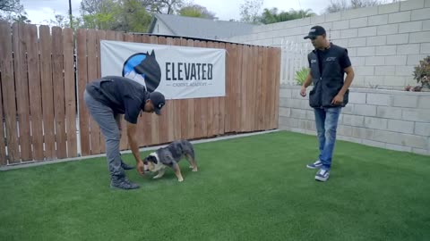 DOG TRAINING FUNDAMENTALS: EPISODE 2