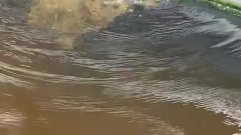 Endangered sea turtle calmly swims with scuba diver