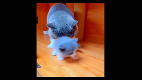 New Funny Videos 2024 😍 Funniest Cats & Dogs Videos🐶😹