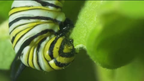 Monarch butterfly life cycle