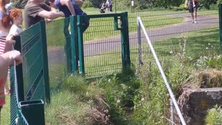 Cygnet Saved From Dublin Drain