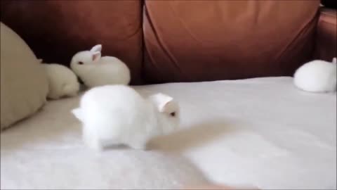 Baby Bunny Rabbits MoMo - CUTEST Compilation for you