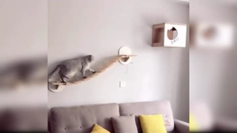 The cat is afraid to jump