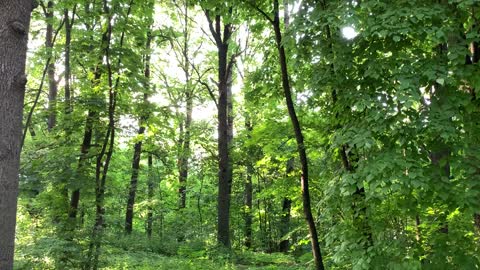 Forest in Moscow