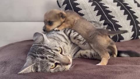 Funny Cat Reaction on Cute Dog