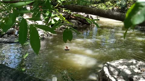 Black swans splashing in the water