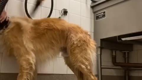 Golden retriever spa day! 🐶