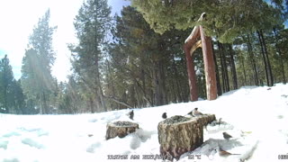 When Many Birds Eat Seeds On Stumps in the Snow in My Backyard!