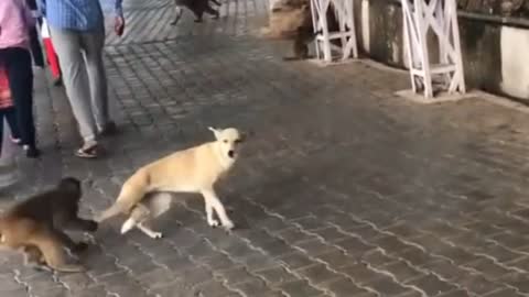 Cute Monkey Vs Dog fight on the street