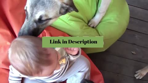 Dogs Attack Licking A Happy Child, dog, cute, funny, attack, dog attack, animals, dogs #shorts