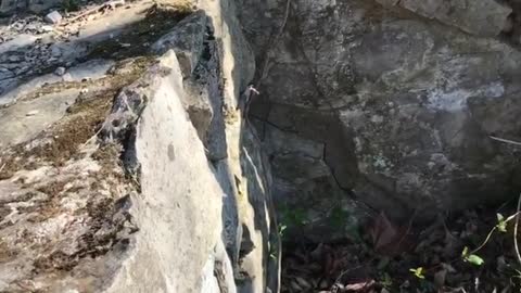 Pit bull dog attempts rock jump