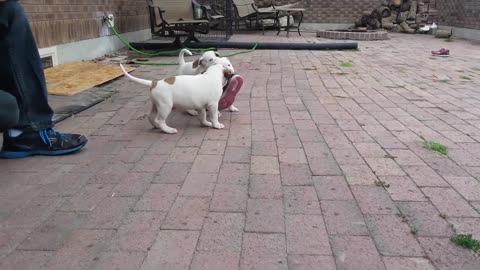 6 week old American Bulldog puppies