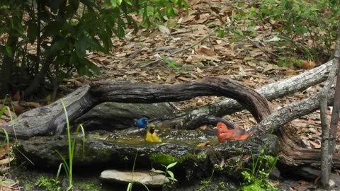 Sound of different Birds