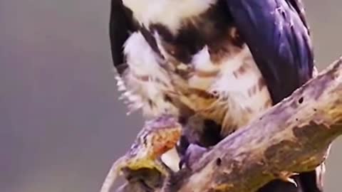 A Rhododendron falcon that has just hunted food