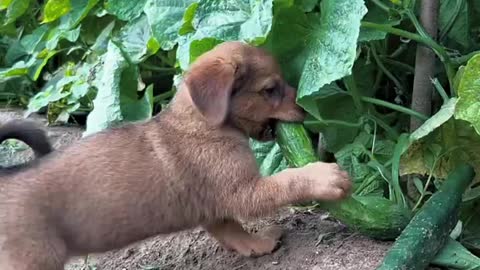 Dogs eat cucumbers when they catch them. They are so cute