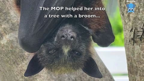 Rescuing a baby flying-fox whose mum hit a taxi this is Taxi.mp4