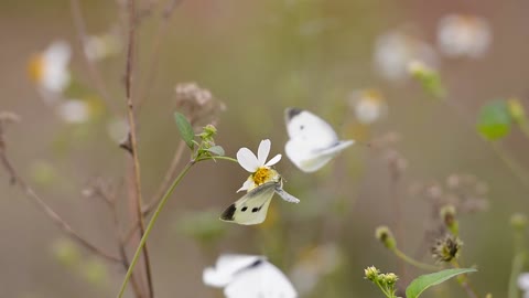 Beautiful white butterfly with rose - the world of butterflies - the world of animals