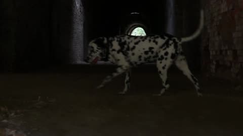 Zeus Exploring An Old Fort In Western Ukraine