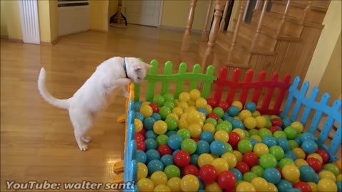 Two Cats and 500 Balls in a Ball Pit !!