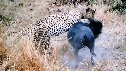 Cheetah attacked pig