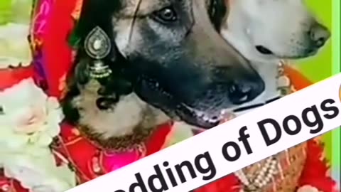 Dogs wedding video || funny scene