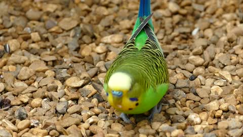 Fun Budgerigar