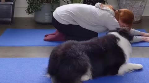 AN AUSTRALIAN SHEPERD ALSO DOING YOGA