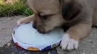 Little puppy drinks milk from a bowl