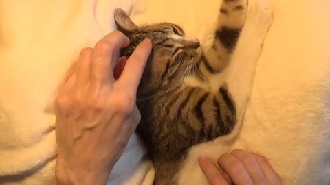 Cute Cat Lets Me Grab His Head and Press on His Nose