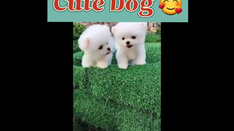 Cute dog video | cute animals video | #dog