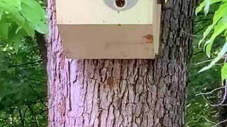 Set Up a Swarm Hive at a Neighboring Farm & the Bees Moved Right In!