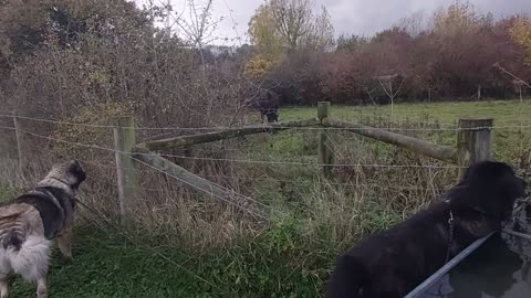 Staffordshire bull terrier and Caucasian Shepherd