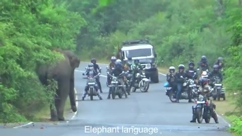 Sri Lanka Wild Elephant Attack | Wild Elephant Attack To Big BUS In Forest Road