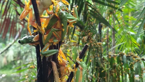 Tree Frogs Gather to Breed