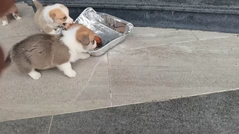 A group of happy dogs