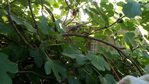 Lovely Bird passes through the Fig Tree in the Flemish Tasty Forest