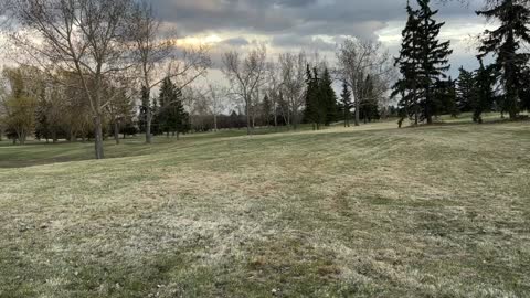 Special moments with pair of geese in golf ground