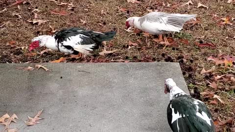 My Muscovy ducks came to see me this morning.