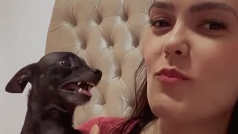 #Repost @bentopinscher Vai comer minha patinha não manheeeeeee! 😡😂🦇