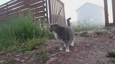 Cat with Dog