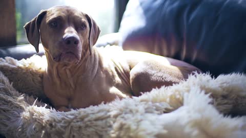 Watch This Beautiful Dog sitting On The Coach At Daylight - Joyful Moments!