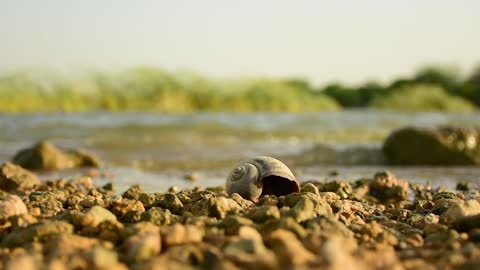 Time Lapse Video of a Shore Line with all Sorts of Critters