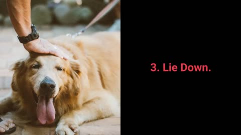 Dog Training / Basic Commands every dog should know!