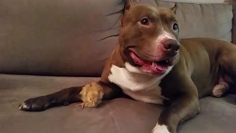 Diesel Pit Bull ft Lil Bird