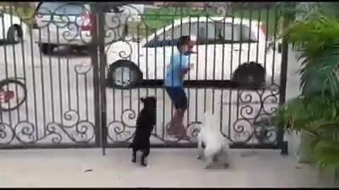 - Cute boy dancing with Dogs. |