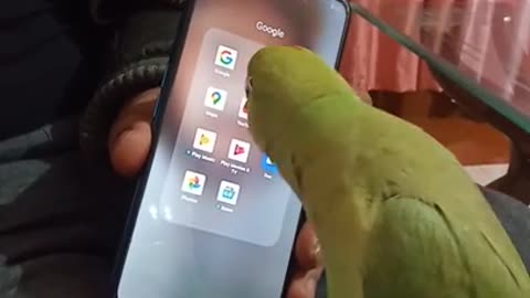 Indian Parrot Greet Indian Parrot