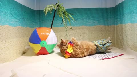 Beach cat chews on palm tree leaves and plays with beach ball